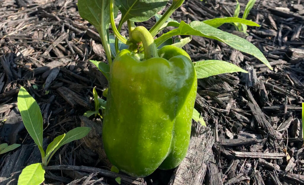 A large green bell pepper growing on a vine in a mulched garden bed.